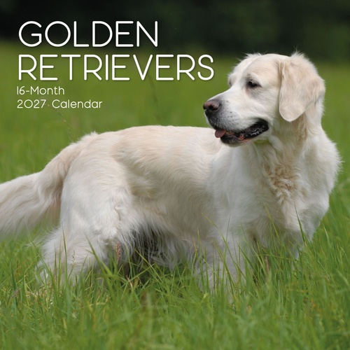 Golden Retrievers - 2027 Gifted Stationery Wall Calendar Monthly Planner