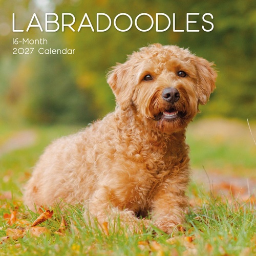 Labradoodles - 2027 Gifted Stationery Wall Calendar Monthly Planner