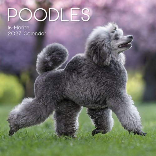 Poodles - 2027 Gifted Stationery Wall Calendar Monthly Planner