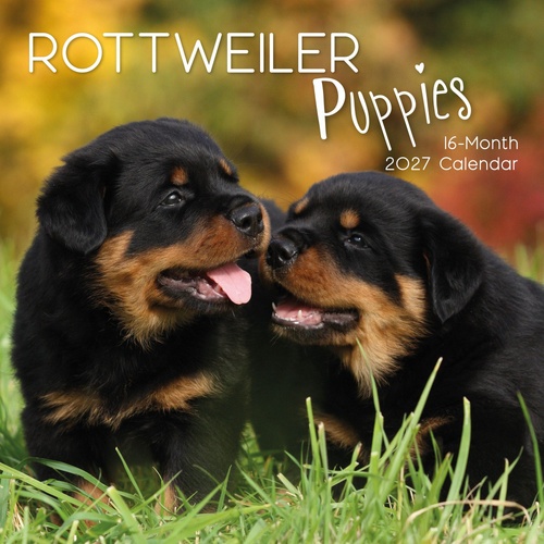 Rottweiler Puppies - 2027 Gifted Stationery Wall Calendar Monthly Planner