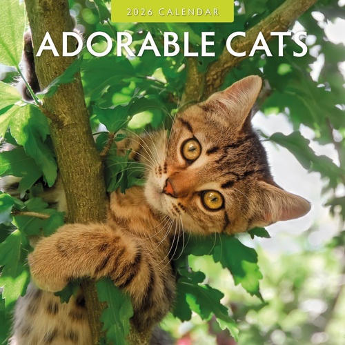 Adorable Cats - 2026 Red Robin Square Wall Calendar Monthly Planner