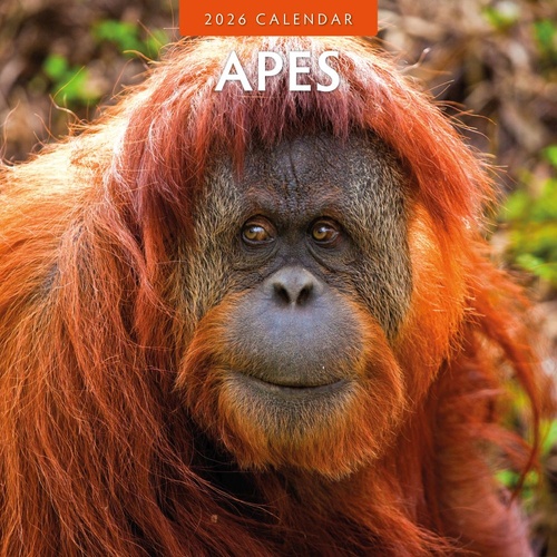 Apes - 2026 Red Robin Square Wall Calendar Monthly Planner