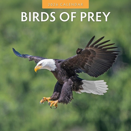 Birds of Prey - 2026 Red Robin Square Wall Calendar Monthly Planner