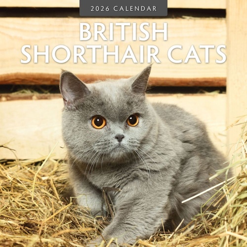 British Shorthair Cats - 2026 Red Robin Square Wall Calendar Monthly Planner