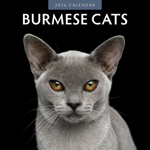 Burmese Cats - 2026 Red Robin Square Wall Calendar Monthly Planner