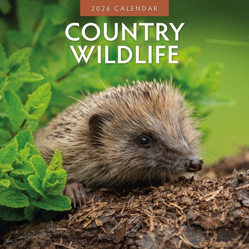 Country Wildlife - 2026 Red Robin Square Wall Calendar Monthly Planner