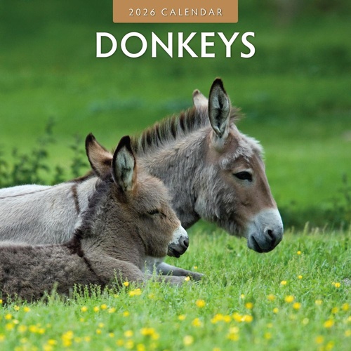 Donkeys - 2026 Red Robin Square Wall Calendar Monthly Planner