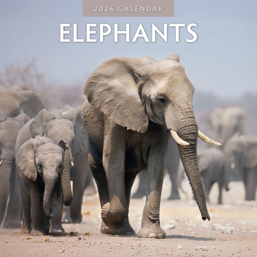 Elephants - 2026 Red Robin Square Wall Calendar Monthly Planner
