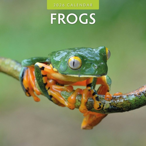 Frogs - 2026 Red Robin Square Wall Calendar Monthly Planner