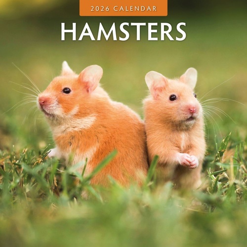 Hamsters  - 2026 Red Robin Square Wall Calendar Monthly Planner