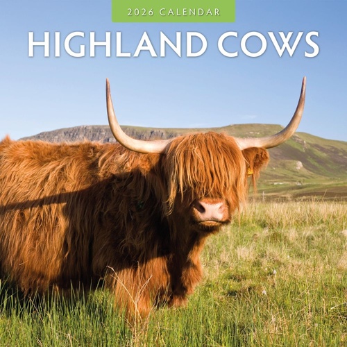 Highland Cows - 2026 Red Robin Square Wall Calendar Monthly Planner