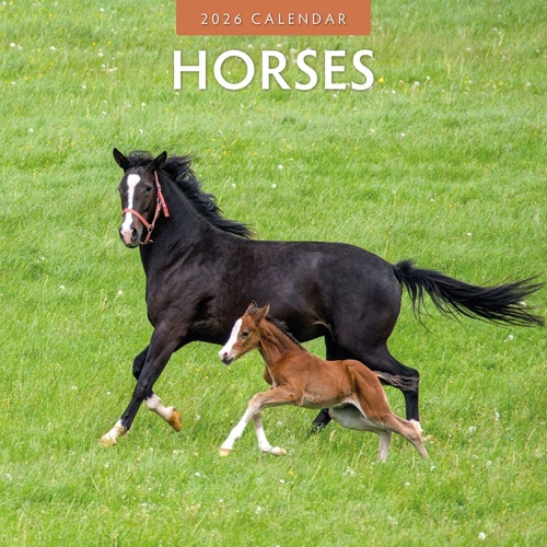 Horses - 2026 Red Robin Square Wall Calendar Monthly Planner