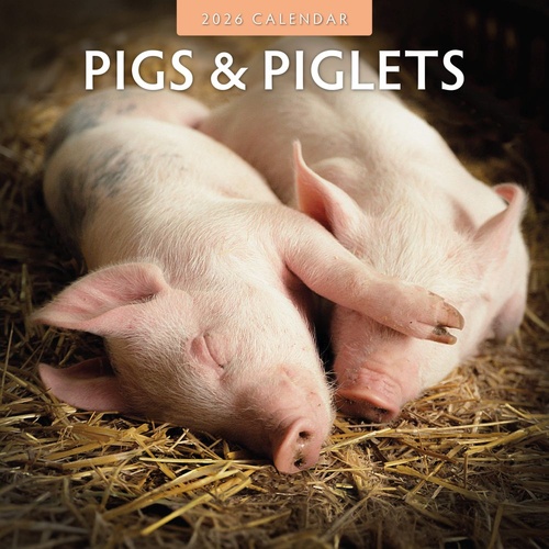 Pigs & Piglets - 2026 Red Robin Square Wall Calendar Monthly Planner