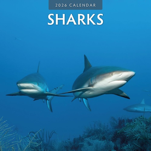 Sharks - 2026 Red Robin Square Wall Calendar Monthly Planner