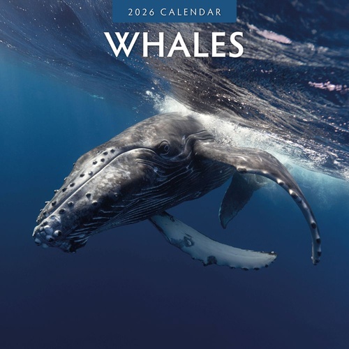 Whales - 2026 Red Robin Square Wall Calendar Monthly Planner