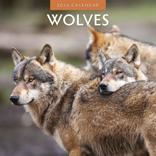 Wolves  - 2026 Red Robin Square Wall Calendar Monthly Planner