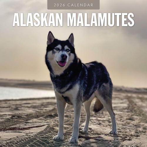 Alaskan Malamutes - 2026 Red Robin Square Wall Calendar Monthly Planner