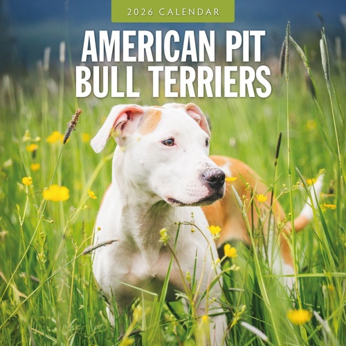 American Pit Bull Terriers - 2026 Red Robin Square Wall Calendar Monthly Planner