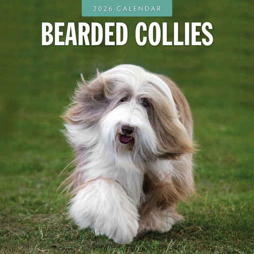 Bearded Collies - 2026 Red Robin Square Wall Calendar Monthly Planner