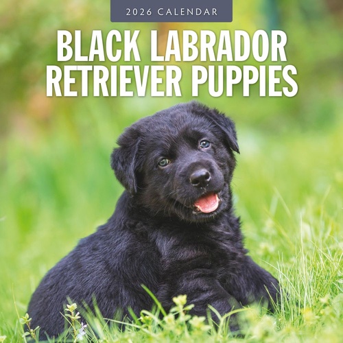 Black Labrador Retriever Puppies - 2026 Red Robin Square Wall Calendar Planner