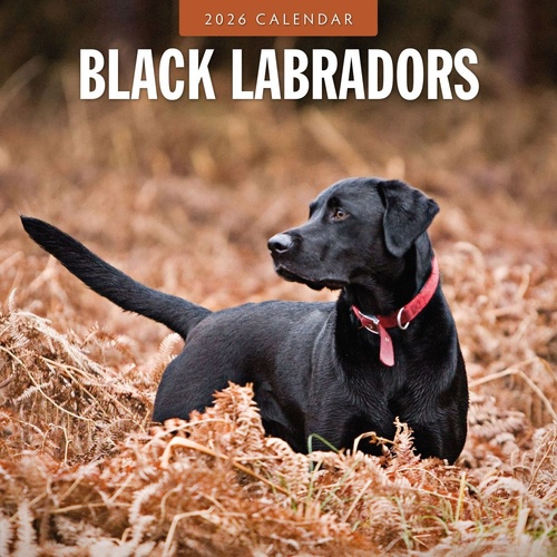 Black Labradors - 2026 Red Robin Square Wall Calendar Monthly Planner