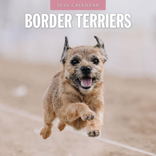 Border Terriers - 2026 Red Robin Square Wall Calendar Monthly Planner