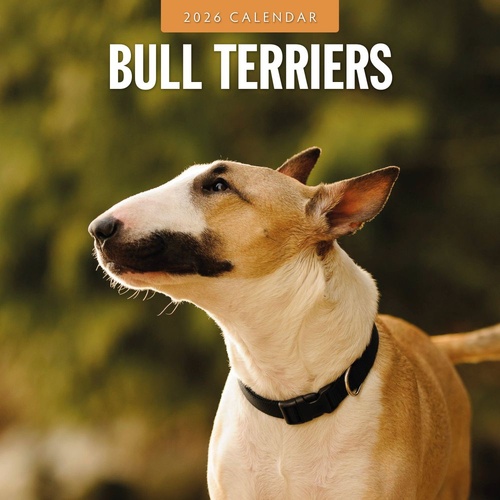 Bull Terriers - 2026 Red Robin Square Wall Calendar Monthly Planner