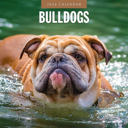 Bulldogs - 2026 Red Robin Square Wall Calendar Monthly Planner