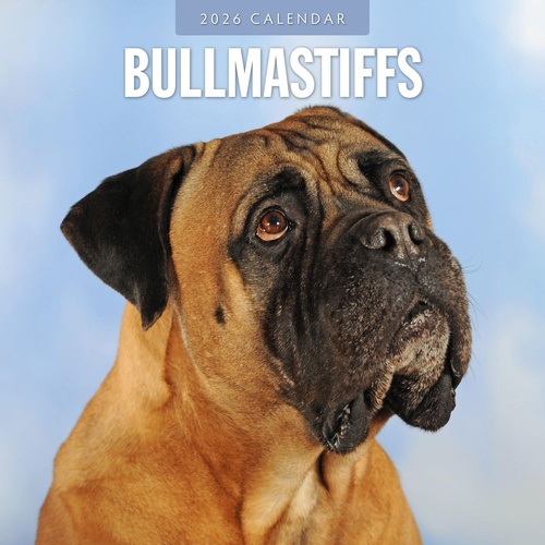 Bullmastiffs - 2026 Red Robin Square Wall Calendar Monthly Planner