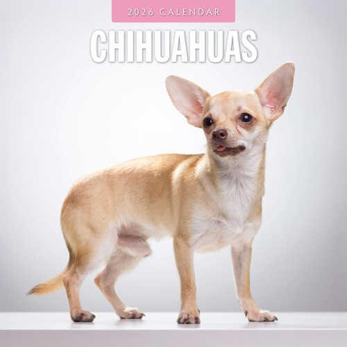 Chihuahuas - 2026 Red Robin Square Wall Calendar Monthly Planner