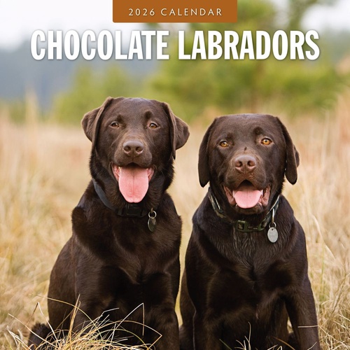 Chocolate Labradors - 2026 Red Robin Square Wall Calendar Monthly Planner