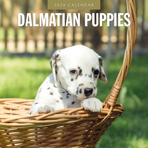 Dalmatian Puppies - 2026 Red Robin Square Wall Calendar Monthly Planner