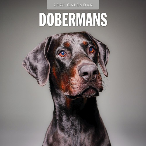 Dobermans - 2026 Red Robin Square Wall Calendar Monthly Planner