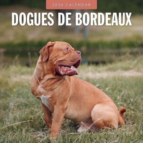 Dogues de Bordeaux - 2026 Red Robin Square Wall Calendar Monthly Planner