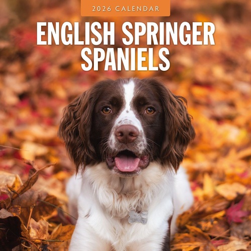 English Springer Spaniels - 2026 Red Robin Square Wall Calendar Monthly Planner