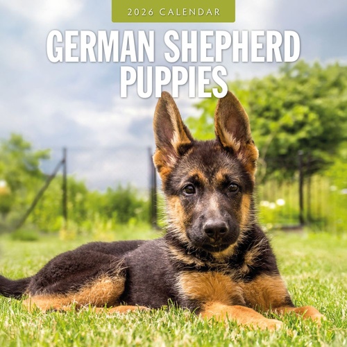 German Shepherd Puppies - 2026 Red Robin Square Wall Calendar Monthly Planner