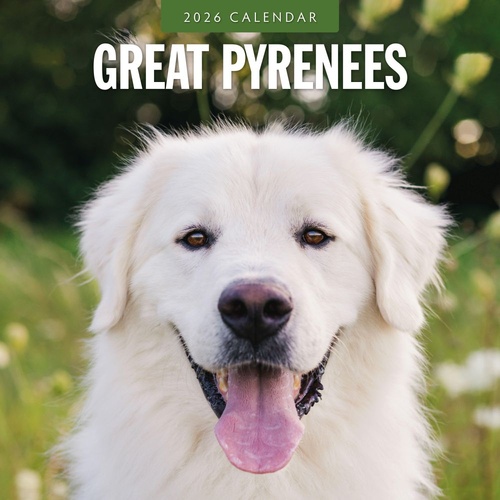 Great Pyrenees - 2026 Red Robin Square Wall Calendar Monthly Planner