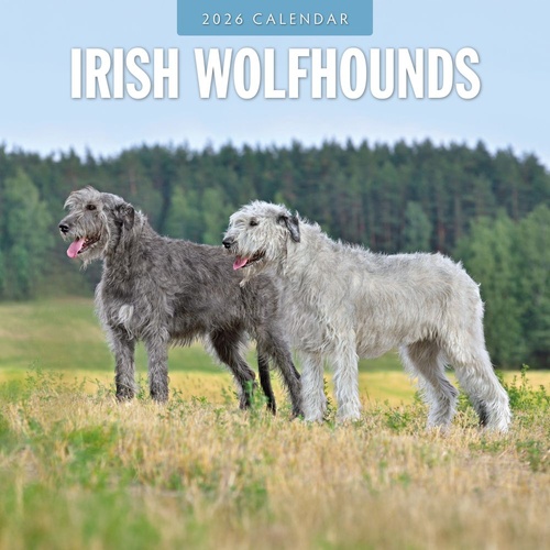 Irish Wolf Hounds - 2026 Red Robin Square Wall Calendar Monthly Planner