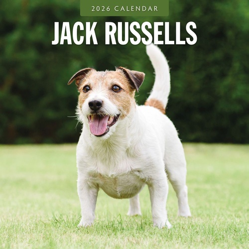 Jack Russells  - 2026 Red Robin Square Wall Calendar Monthly Planner