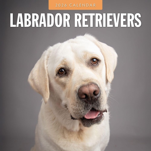 Labrador Retrievers - 2026 Red Robin Square Wall Calendar Monthly Planner
