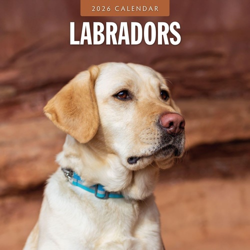 Labradors - 2026 Red Robin Square Wall Calendar Monthly Planner