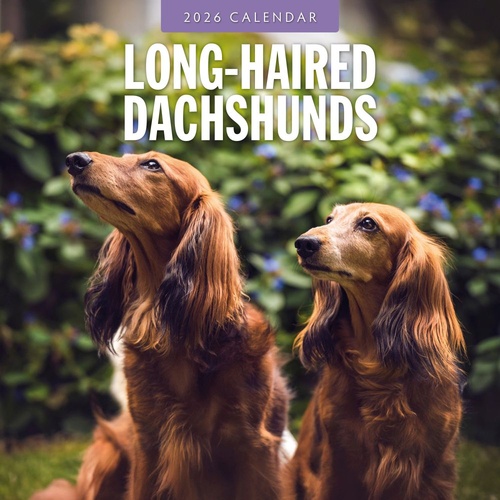 Long-haired Dachshunds - 2026 Red Robin Square Wall Calendar Monthly Planner