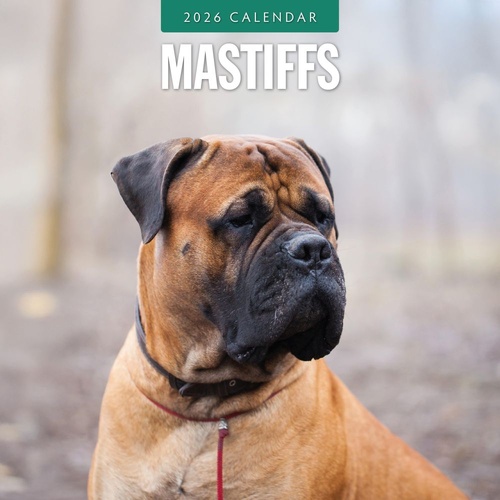 Mastiffs - 2026 Red Robin Square Wall Calendar Monthly Planner