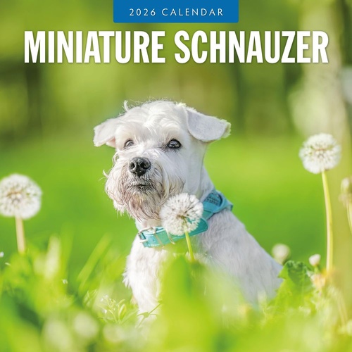 Miniature Schnauzer  - 2026 Red Robin Square Wall Calendar Monthly Planner