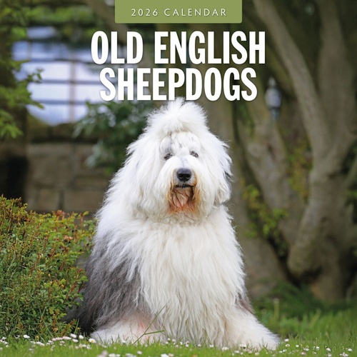 Old English Sheepdogs - 2026 Red Robin Square Wall Calendar Monthly Planner