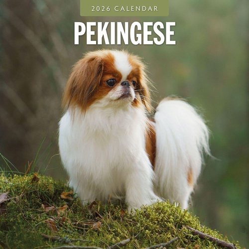 Pekingese - 2026 Red Robin Square Wall Calendar Monthly Planner