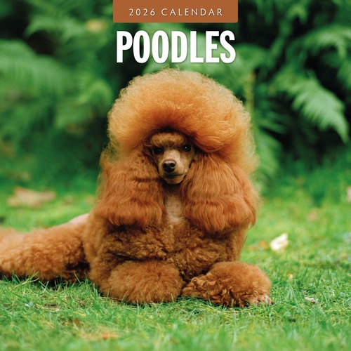 Poodles - 2026 Red Robin Square Wall Calendar Monthly Planner