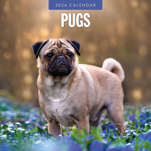 Pugs - 2026 Red Robin Square Wall Calendar Monthly Planner