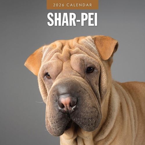 Shar-Pei - 2026 Red Robin Square Wall Calendar Monthly Planner