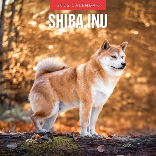Shiba Inu - 2026 Red Robin Square Wall Calendar Monthly Planner